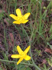 Ranunculus canus canus