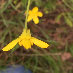 Ranunculus canus canus