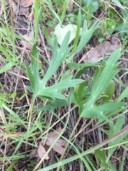Ranunculus canus canus
