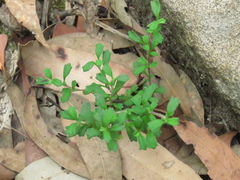 Xanthosia tridentata