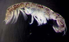 Monocorophium acherusicum