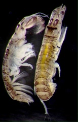 Monocorophium acherusicum