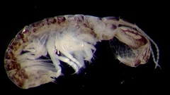 Monocorophium acherusicum