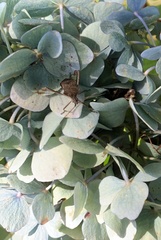 Leptoglossus chilensis