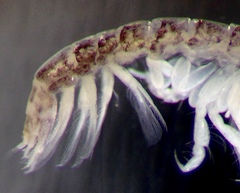 Monocorophium acherusicum