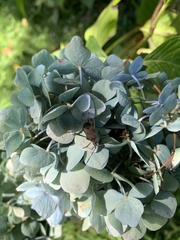 Leptoglossus chilensis