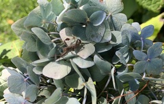 Leptoglossus chilensis