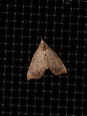 Trigonistis asthenopa