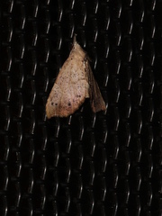 Trigonistis asthenopa
