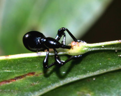 Rhynolaccus formicarius