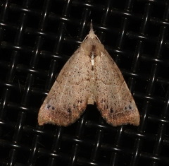 Trigonistis asthenopa