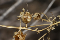 Maurandya antirrhiniflora