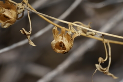 Maurandya antirrhiniflora