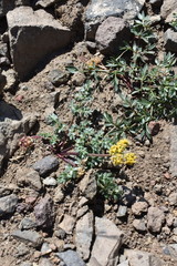 Lomatium cous