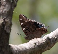 Charaxes guderiana guderiana