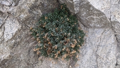 Ericameria cuneata