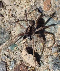 Pardosa californica
