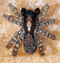 Pardosa californica