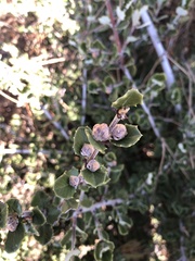 Ceanothus crassifolius planus
