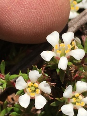 Pyxidanthera brevifolia