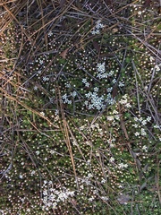 Pyxidanthera brevifolia