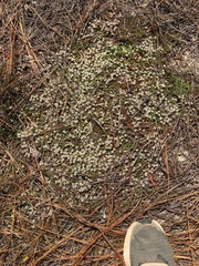 Pyxidanthera brevifolia