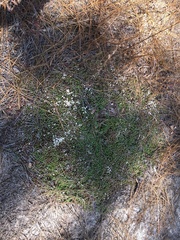 Pyxidanthera brevifolia