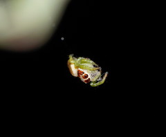 Opisthoncus abnormis