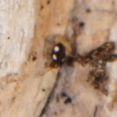 Sminthurinus quadrimaculatus