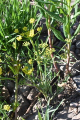 Lomatium ambiguum