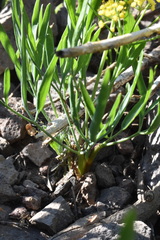 Lomatium ambiguum