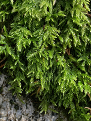 Pseudisothecium cristatum