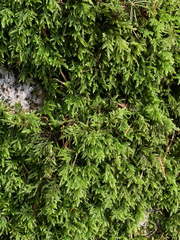 Pseudisothecium cristatum