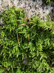 Pseudisothecium cristatum