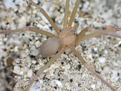 Loxosceles deserta