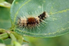 Dasychira chekiangensis