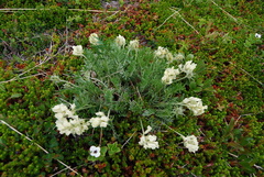 Oxytropis evenorum