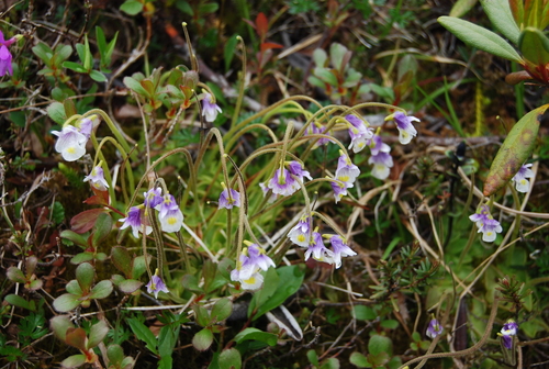 Pinguicula spathulata