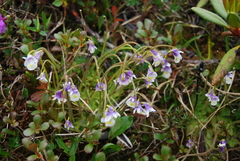 Pinguicula spathulata