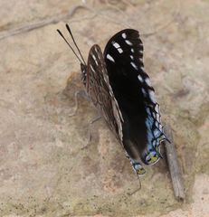 Charaxes guderiana guderiana