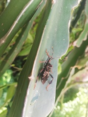 Leptoglossus lineosus