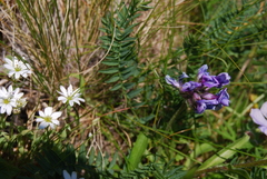 Oxytropis middendorffii