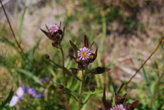 Erigeron acris kamtschaticus