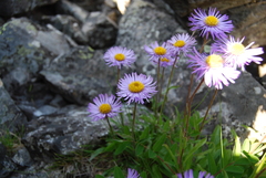 Erigeron thunbergii