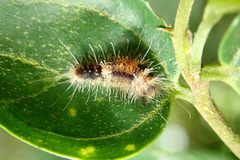 Dasychira chekiangensis