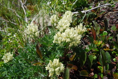 Oxytropis evenorum