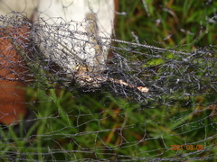 Gynacantha manderica