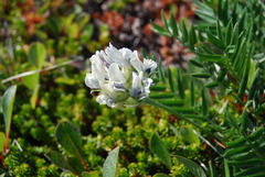 Oxytropis evenorum