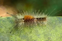 Dasychira chekiangensis