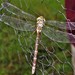 Little Duskhawker - Photo (c) Peter Vos, some rights reserved (CC BY-NC), uploaded by Peter Vos